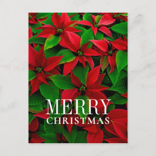Cartes Pour Fêtes Annuelles Fleurs Poinsettites Rouges