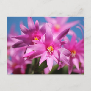 Cartes Pour Fêtes Annuelles Fleurs roses de cactus de Pâques