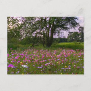 Cartes Pour Fêtes Annuelles Fleurs sauvages violets à Dusk dans le pays