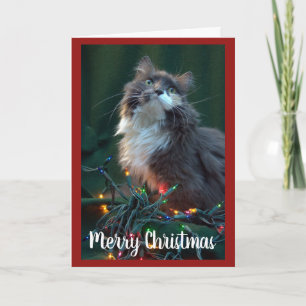 Cartes Pour Fêtes Annuelles Fluffeux gris Chat et lumières de Noël