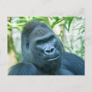 Cartes Pour Fêtes Annuelles Force inébranlable Silverback Gorilla Kito