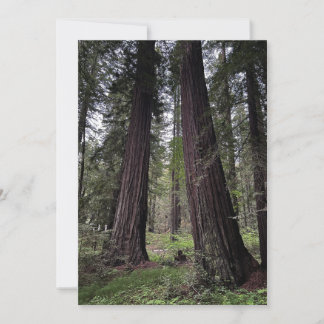 Cartes Pour Fêtes Annuelles Forêt de séquoias géants