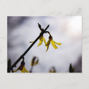 Cartes Pour Fêtes Annuelles Forsythie