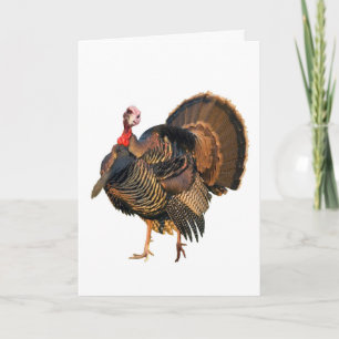 Cartes Pour Fêtes Annuelles Fowl
