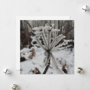 Cartes Pour Fêtes Annuelles Frost d'hiver sur les plantes dans la forêt