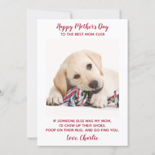 Cartes Pour Fêtes Annuelles Funny Chien Maman Personnalisé Animaux de compagni