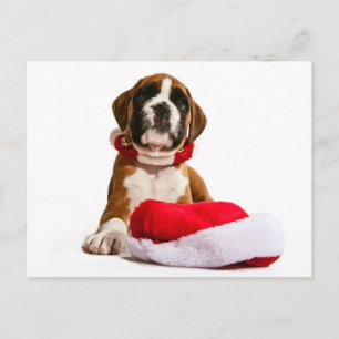 Cartes Pour Fêtes Annuelles funny Christmas dog Boxer puppy