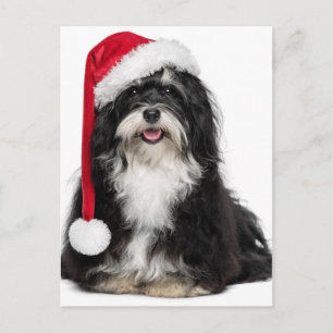 Cartes Pour Fêtes Annuelles Funny Christmas Havanese Dog With Santa Hat
