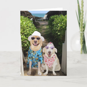 Cartes Pour Fêtes Annuelles Funny Lab/Chien Valentine