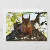 Cartes Pour Fêtes Annuelles Funny Squirrel Cute Animals Hello There from Hi (Devant)