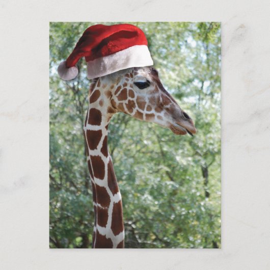 Cartes Pour Fêtes Annuelles Girafe de Noël (Devant)