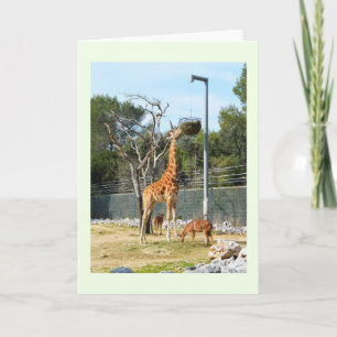 Cartes Pour Fêtes Annuelles Giraffe