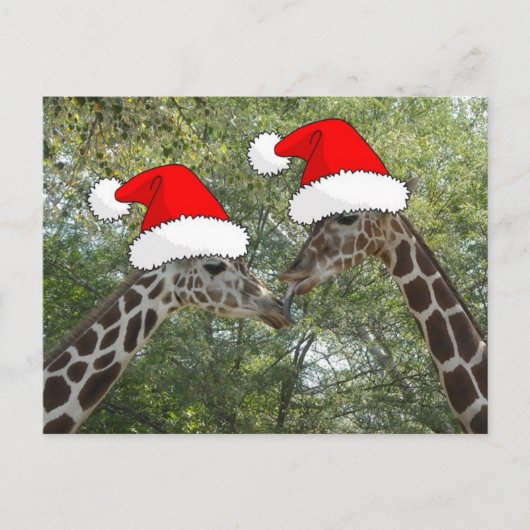Cartes Pour Fêtes Annuelles Giraffes de Noël (Devant)