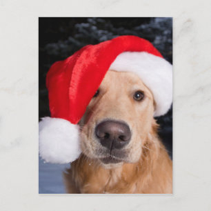 Cartes Pour Fêtes Annuelles Golden Retriever à Santa Hat