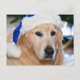Cartes Pour Fêtes Annuelles Golden retriever avec le casquette de père Noël
