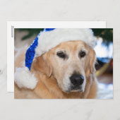 Cartes Pour Fêtes Annuelles Golden retriever avec le casquette de père Noël (Devant / Derrière)