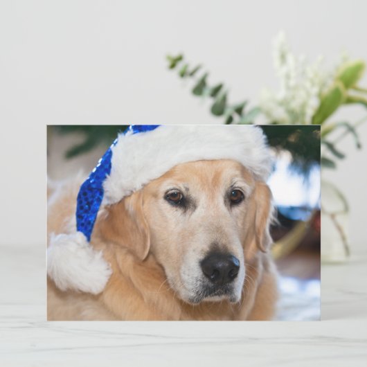 Cartes Pour Fêtes Annuelles Golden retriever avec le casquette de père Noël (Debout devant)