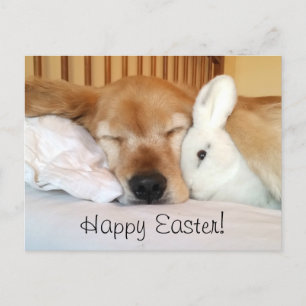 Cartes Pour Fêtes Annuelles Golden retriever de sommeil avec le lapin blanc