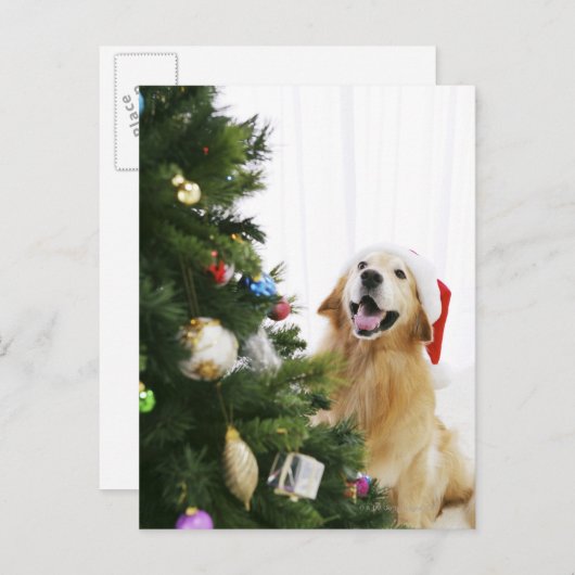 Cartes Pour Fêtes Annuelles Golden retriever which watches Christmas tree (Devant / Derrière)