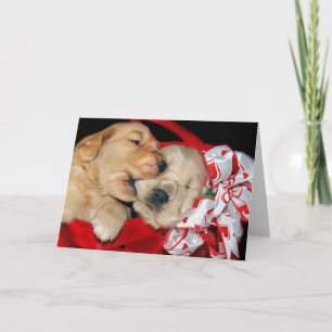 Cartes Pour Fêtes Annuelles Golden Retrievers Humour pour les jeunes mariés