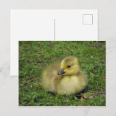 Cartes Pour Fêtes Annuelles Goose Gosling Canada (Devant / Derrière)