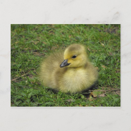 Cartes Pour Fêtes Annuelles Goose Gosling Canada (Devant)