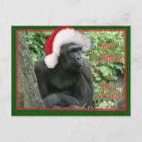 Gorilla de Noël