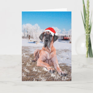 Cartes Pour Fêtes Annuelles Grand Danois Noël