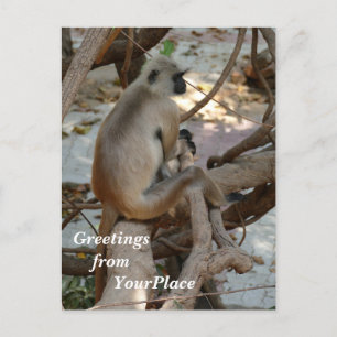Cartes Pour Fêtes Annuelles Gray Langur - Repose-toi