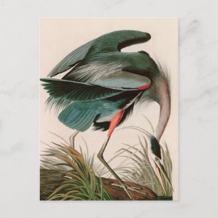 Cartes Pour Fêtes Annuelles Great Blue Heron Birds of America Audubon Imprimer