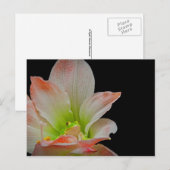 Cartes Pour Fêtes Annuelles Grenouille de Valentines (Devant / Derrière)