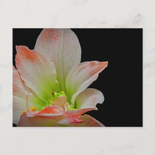 Cartes Pour Fêtes Annuelles Grenouille de Valentines (Devant)