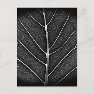 Cartes Pour Fêtes Annuelles Gros plan sur une feuille lumineuse en noir et bla