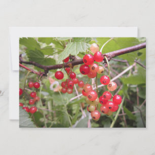 Cartes Pour Fêtes Annuelles Groseille rouge