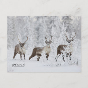 Cartes Pour Fêtes Annuelles Groupe Caribou Migrer dans la neige