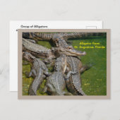 Cartes Pour Fêtes Annuelles Groupe d'alligators dans une ferme d'alligators (Devant / Derrière)