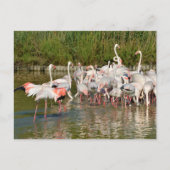 Cartes Pour Fêtes Annuelles Groupe de flamants roses en Camargue (Devant)