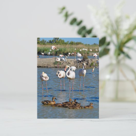 Cartes Pour Fêtes Annuelles Groupe de flamants roses et canards en Camargue (Debout devant)