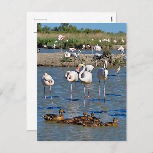 Cartes Pour Fêtes Annuelles Groupe de flamants roses et canards en Camargue (Devant / Derrière)