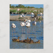 Cartes Pour Fêtes Annuelles Groupe de flamants roses et canards en Camargue (Devant)