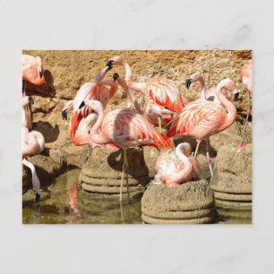 Cartes Pour Fêtes Annuelles Groupe de flamants roses et nids en Camargue