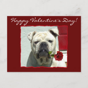 Cartes Pour Fêtes Annuelles Happy Valentine's Day Bulldog postcard