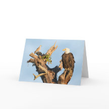 Harriet et la colombe