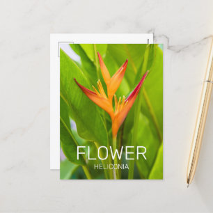 Cartes Pour Fêtes Annuelles Heliconia Fleurs Plante Botanique Jardin Design