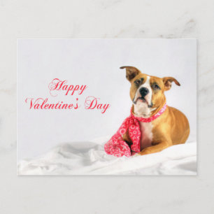 Cartes Pour Fêtes Annuelles Heureuse Sainte-Valentin Pitbull Puppy