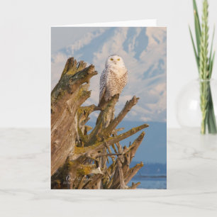 Cartes Pour Fêtes Annuelles Hibou de Milou, bois de dérive de plage et