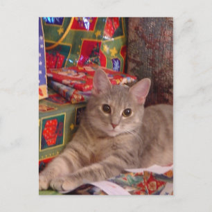 Cartes Pour Fêtes Annuelles Holiday Kitty