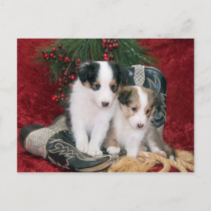 Cartes Pour Fêtes Annuelles Holiday Shetland Sheepdog Puppies