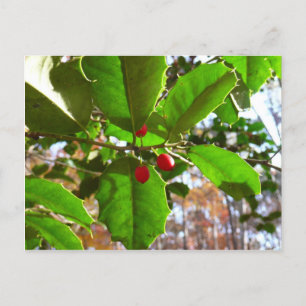Cartes Pour Fêtes Annuelles Holly Feuilles II Vacances Nature Botanique