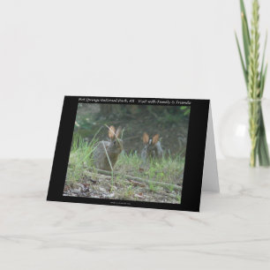 Cartes Pour Fêtes Annuelles Hot Springs National Park, AR Wild Rabbits Cadeaux